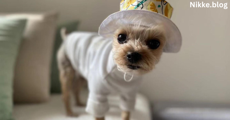 The Ultimate Guide to Hat Doggos: Why These Trendy Pups Are Winning Hearts Everywhere