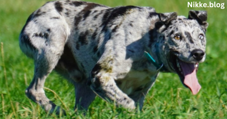 The Fascinating World of Tree Hanging Cow Dogs: What You Need to Know